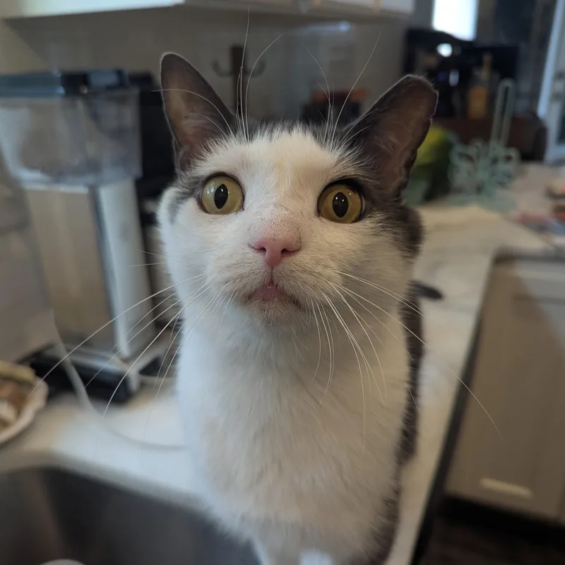 An adult medium-sized male Gray & White Tabby cat named Felix for adoption in Wilmington, NC