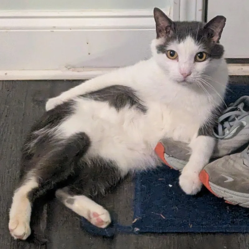 Felix thumbnail 3