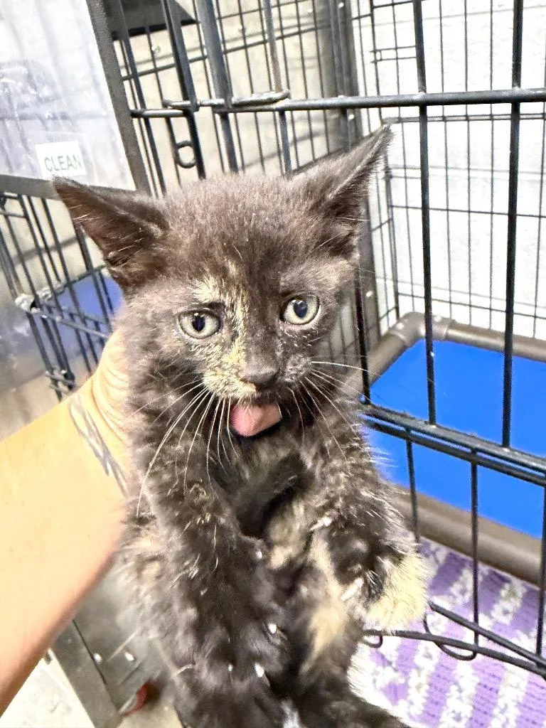 A baby small-sized female Domestic Short Hair cat named Rain for adoption in Chickamauga , GA