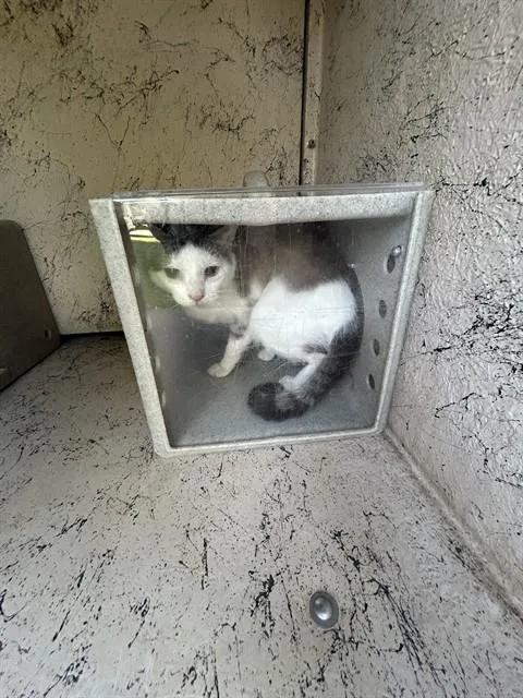 An adult small-sized male Domestic Short Hair cat named Flex for adoption in Louisville, KY