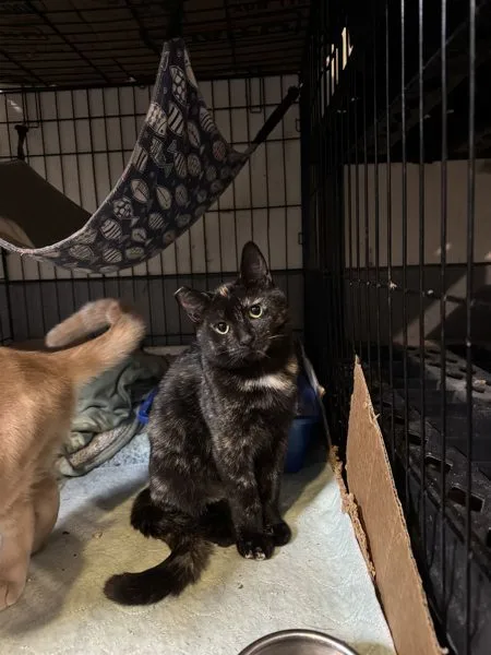 A young medium-sized female Domestic Short Hair cat named Sabrina for adoption in Kingston, NY