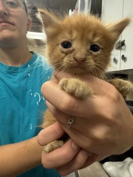 A baby small-sized male Domestic Medium Hair cat named Ed for adoption in Salisbury, MD