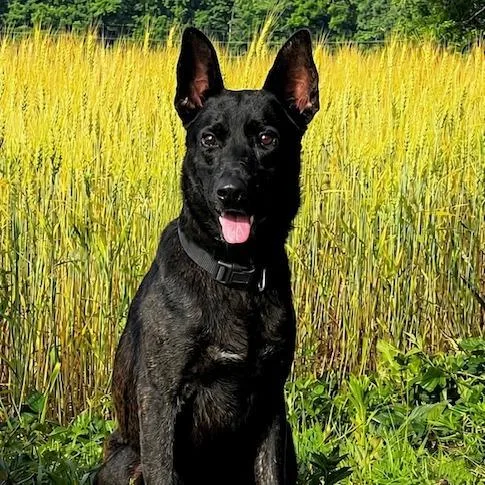 An adult medium-sized male Black German Shepherd Dog dog named Max for adoption in New Ringgold, PA
