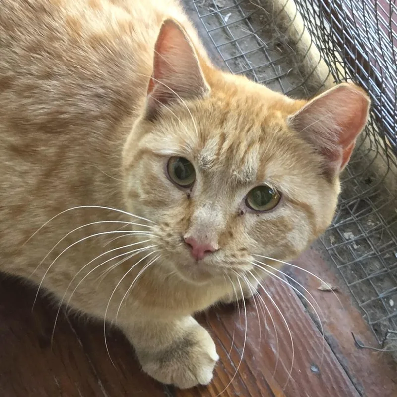 An adult small-sized male Orange / Red Domestic Short Hair cat named Garfield for adoption in Brimfield, MA