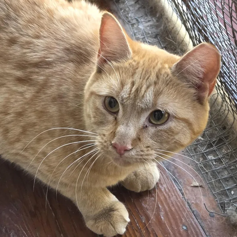 Garfield thumbnail 2