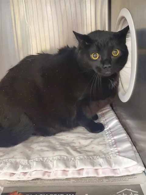 An adult medium-sized female American Shorthair cat named Diabolique for adoption in Castaic, CA