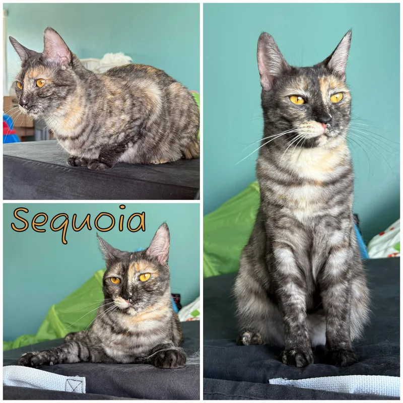 A young medium-sized female Tortoiseshell Domestic Short Hair cat named Sequoia for adoption in Vacaville, CA