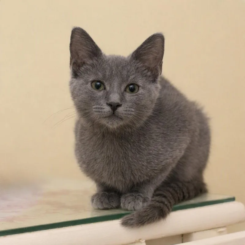 A baby small-sized female Russian Blue cat named Violet for adoption in Hockessin, DE