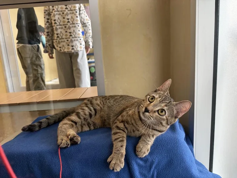 A young medium-sized female Domestic Short Hair cat named Belva for adoption in Berkeley, CA
