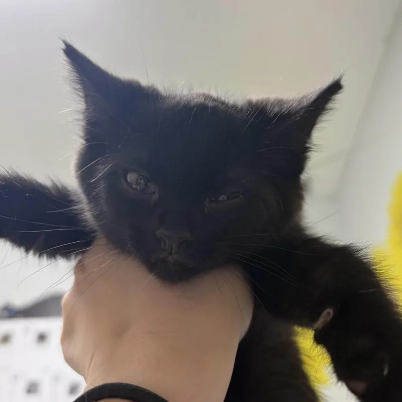 A baby small-sized male Black Domestic Short Hair cat named Liam for adoption in Franklin, NC