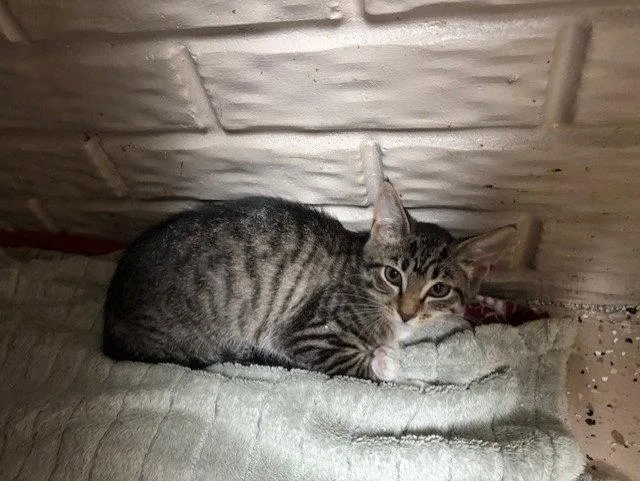 A baby small-sized female Tabby cat named Dakota for adoption in Fayetteville, GA