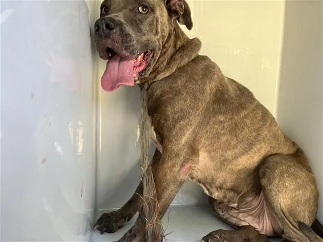 An adult large-sized female Pit Bull Terrier dog named Asia for adoption in Houston, TX