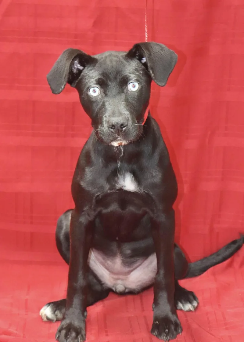 A baby medium-sized female Labrador Retriever dog named Sanomi for adoption in Manchester, CT
