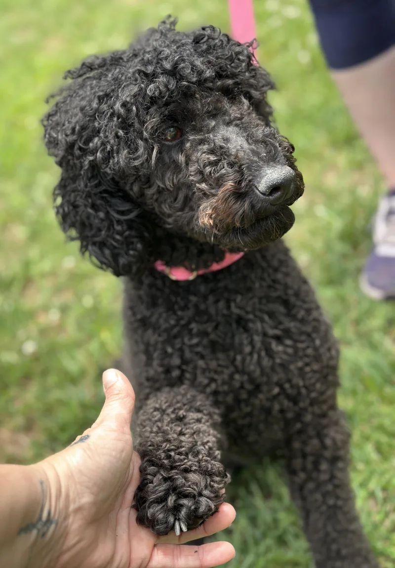 Cocoa