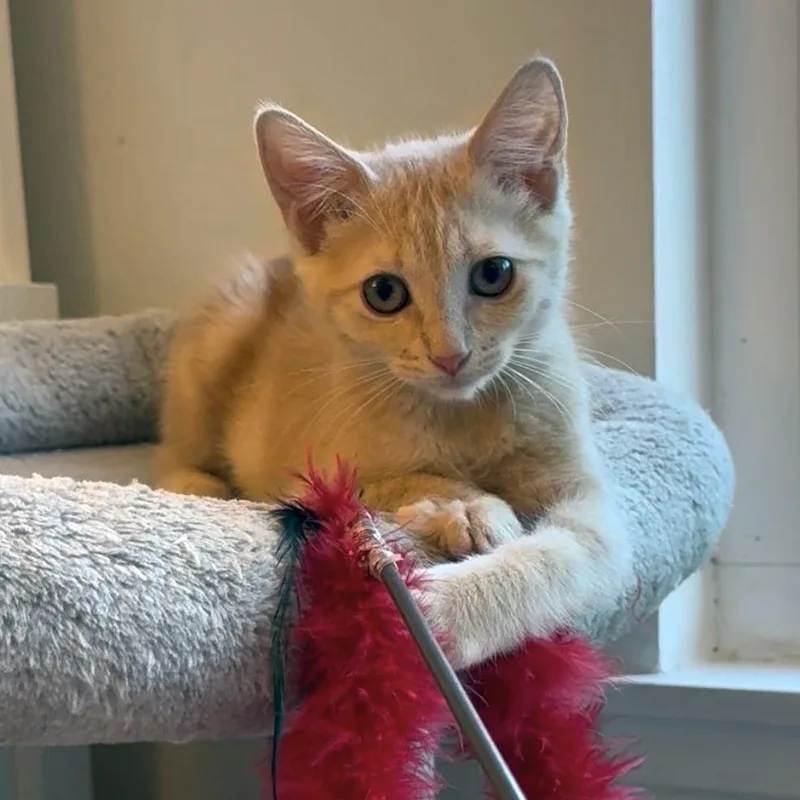A baby small-sized female Gray / Blue / Silver Domestic Medium Hair cat named Cleo City of Industry for adoption in Chino Hills, CA