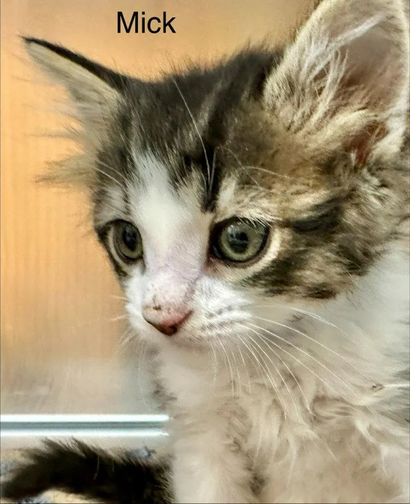 A baby small-sized male Black Domestic Short Hair cat named Mick for adoption in Saint George, UT