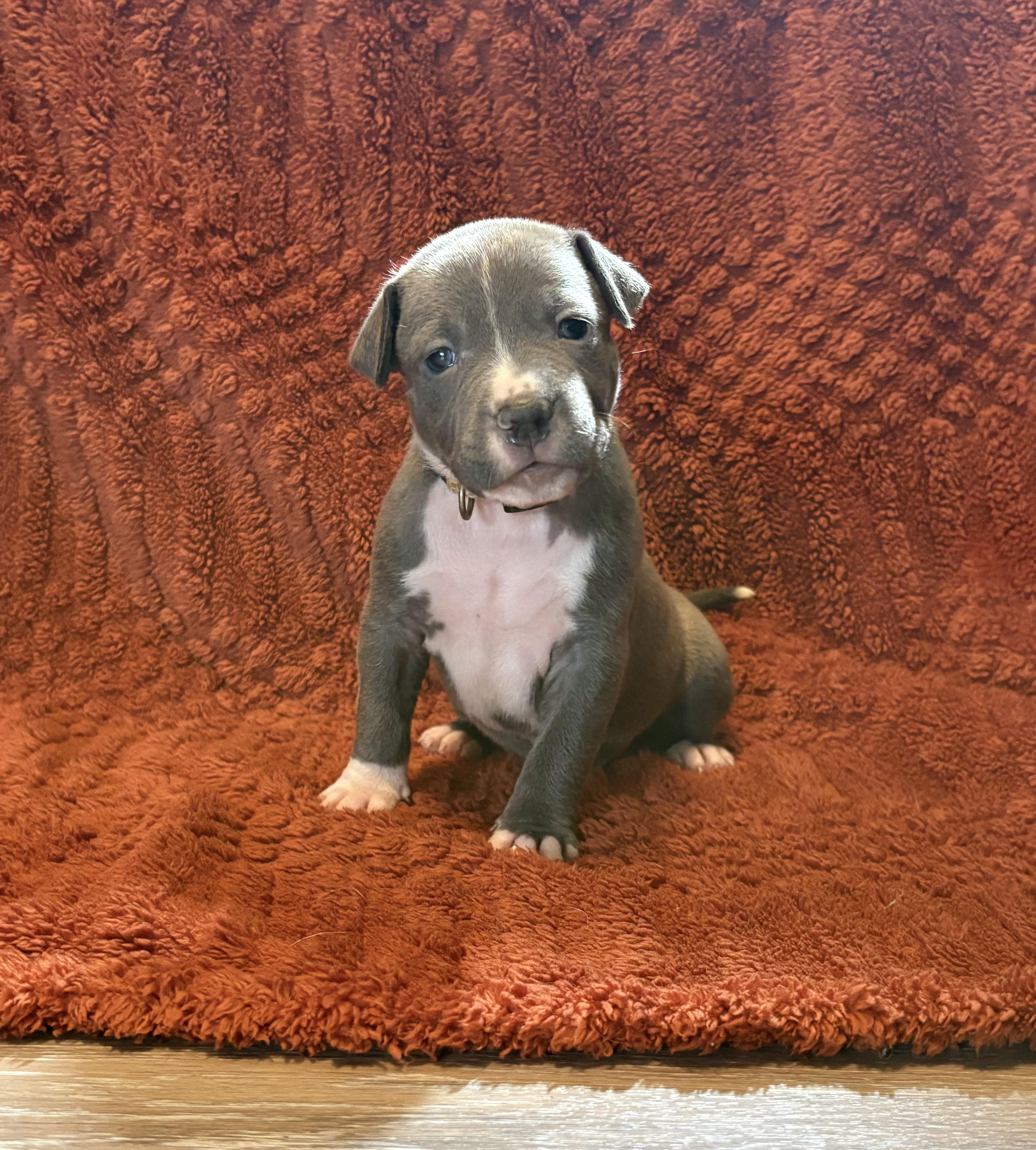 A baby medium-sized female Pit Bull Terrier dog named Toffee for adoption in Carmel, NY