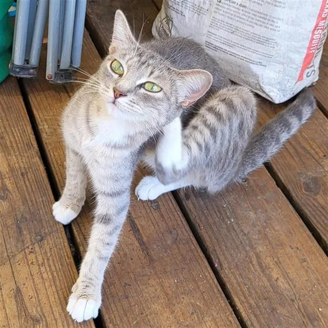A young small-sized female Domestic Short Hair cat named Roxanne for adoption in San Antonio, TX
