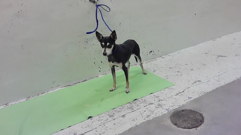 An adult small-sized male Chihuahua dog named Chico for adoption in Houston, TX