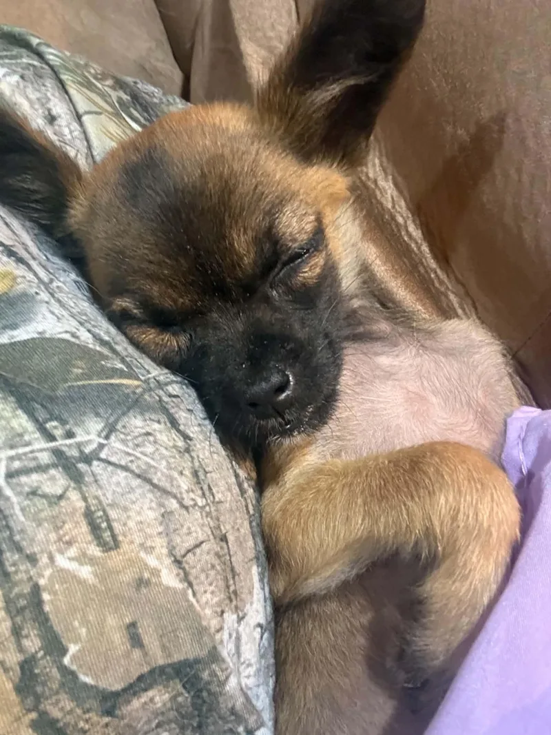 A baby small-sized female Chihuahua dog named Scrappy for adoption in Jesup, GA