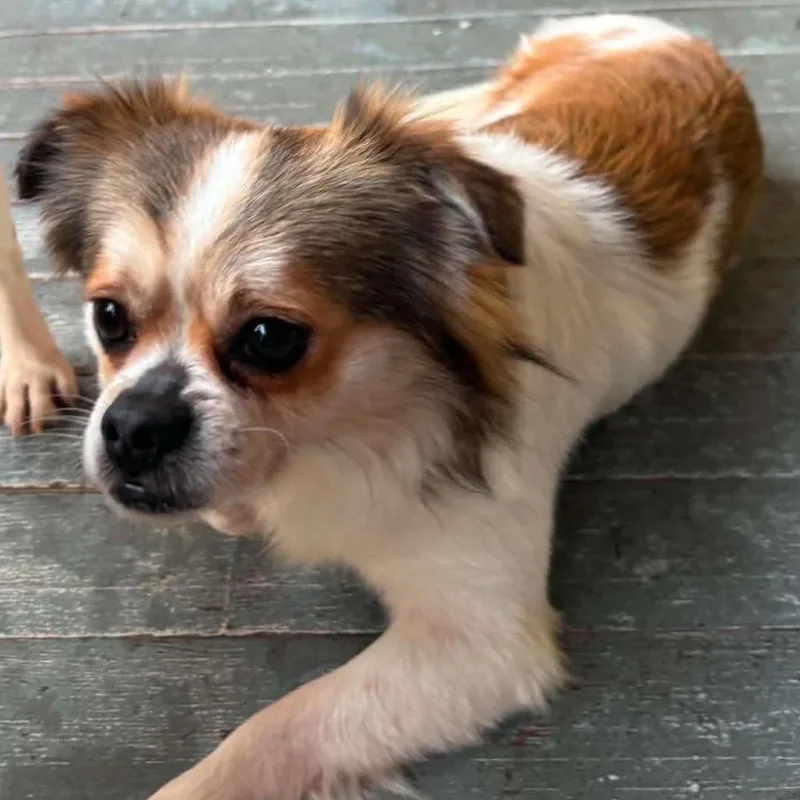 An adult small-sized male Yellow / Tan / Blond / Fawn Mixed Breed dog named King for adoption in Fairfax Station, VA