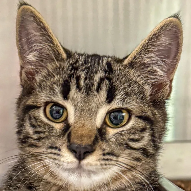 A baby small-sized male Brown / Chocolate Domestic Short Hair cat named Rumble for adoption in Kennebunk, ME