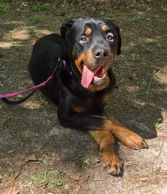 An adult large-sized male Mixed Breed dog named Wiggins for adoption in Columbia, SC