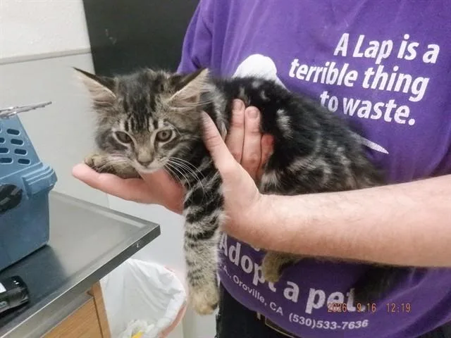 A baby small-sized female Domestic Long Hair cat named Spunky for adoption in Oroville, CA