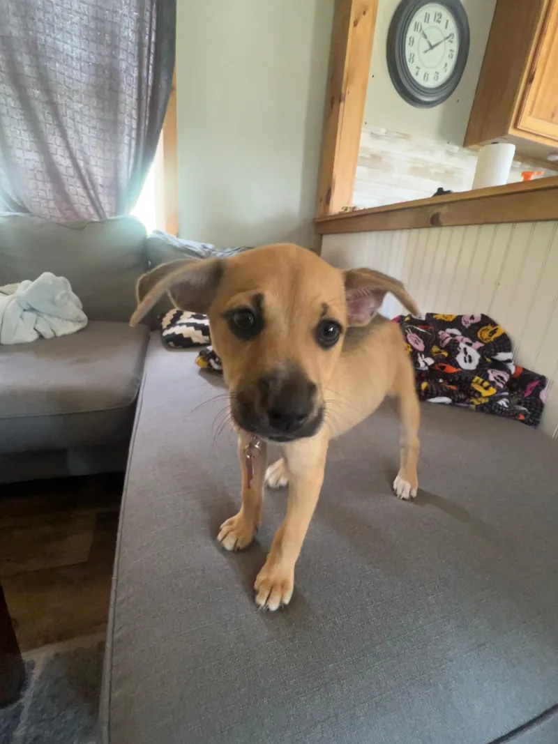 A baby medium-sized female German Shepherd Dog dog named Ginny for adoption in Houston, TX