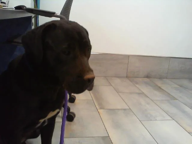 An adult large-sized female Labrador Retriever dog named A for adoption in Charlotte, NC