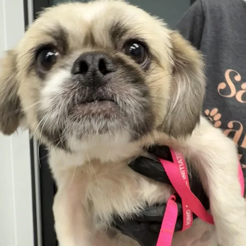 An adult small-sized male White / Cream Shih Tzu dog named Brooks for adoption in Abilene, TX