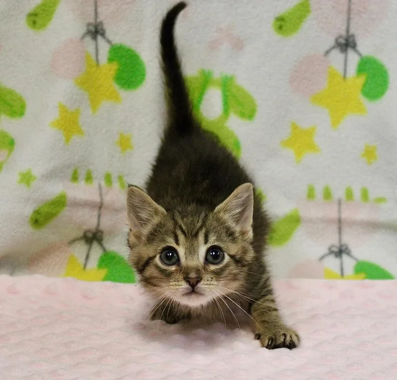 A baby small-sized female Domestic Short Hair cat named Azalea for adoption in Clinton, SC