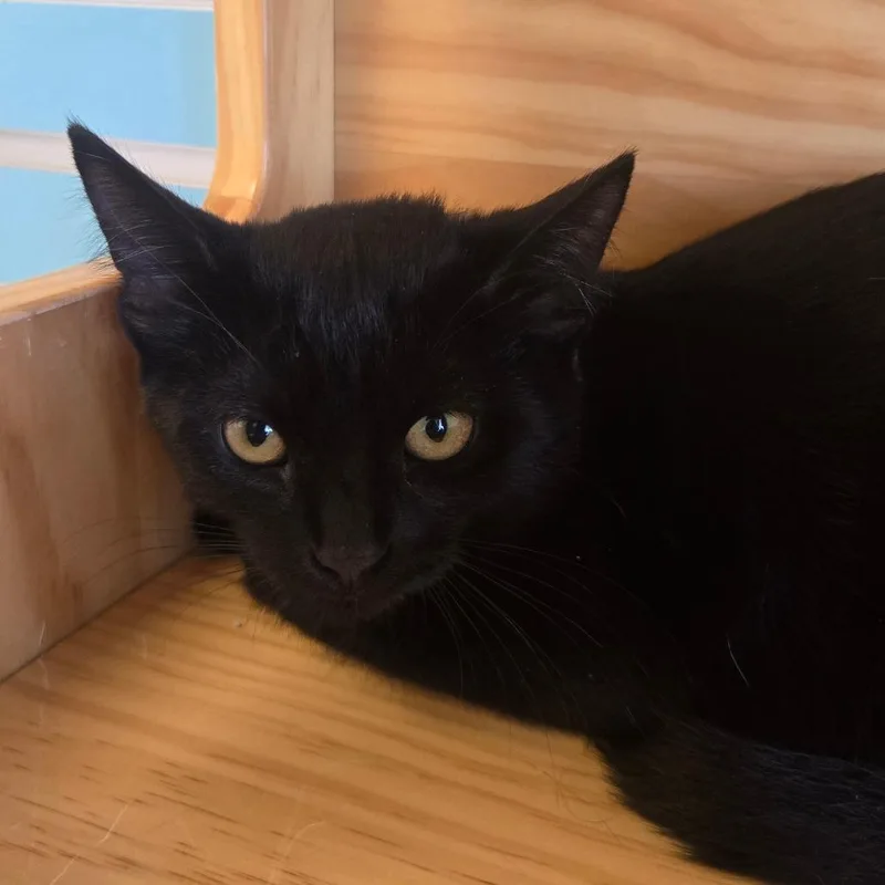 A baby small-sized male Domestic Short Hair cat named Hippo for adoption in Waukesha, WI