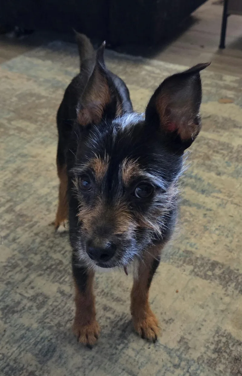 An adult small-sized male Wirehaired Terrier dog named Bear for adoption in Detroit, MI
