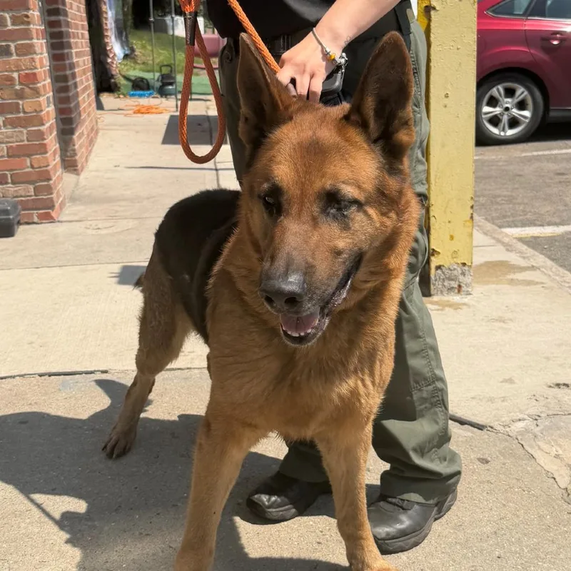 A baby large-sized male German Shepherd Dog dog named Ahnjstray for adoption in Newark, NJ