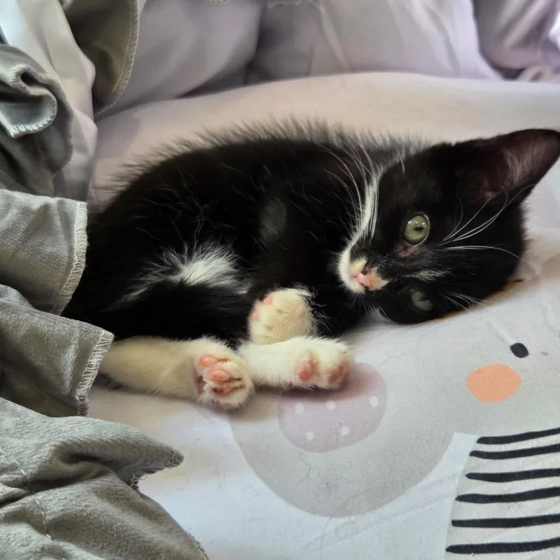 A baby small-sized female Black Domestic Short Hair cat named Pretty Paper for adoption in Fredericksburg, VA