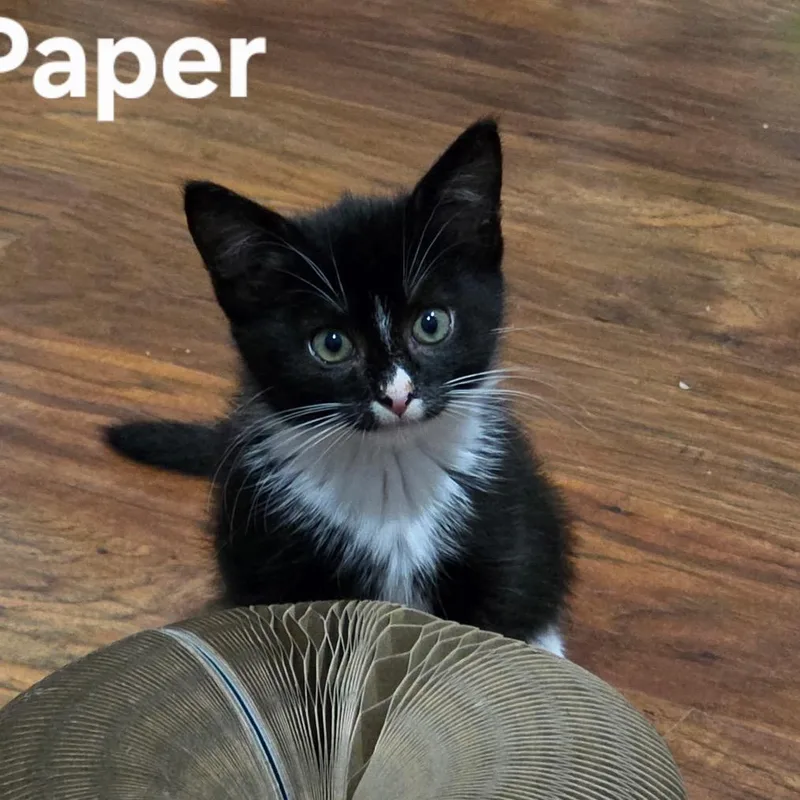 Pretty Paper thumbnail 2