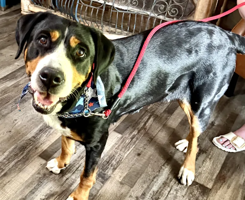 An adult large-sized female Tricolor (Brown, Black, & White) Greater Swiss Mountain Dog dog named Charlotte Web for adoption in Andover, MA