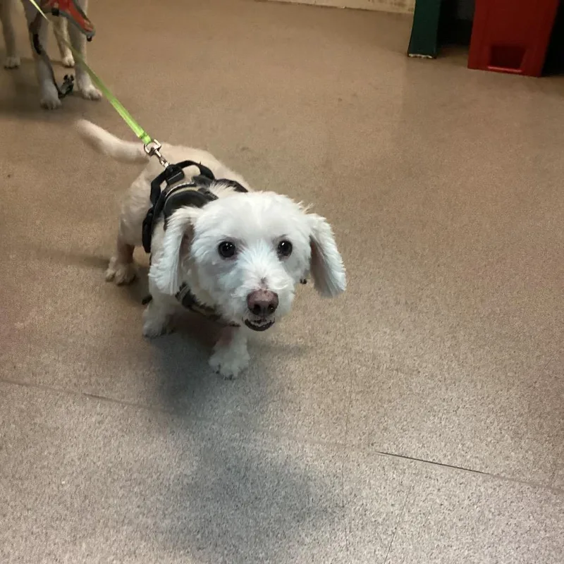 A senior small-sized male White / Cream Maltese dog named Miko for adoption in Pasadena, CA