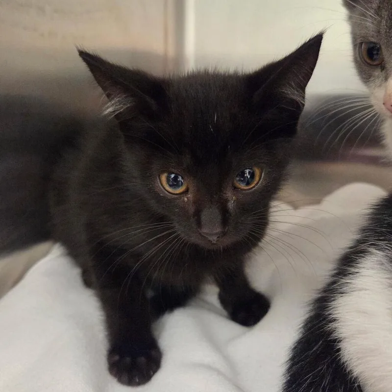 A baby small-sized male Black Domestic Short Hair cat named Vampy for adoption in Chattanooga, TN