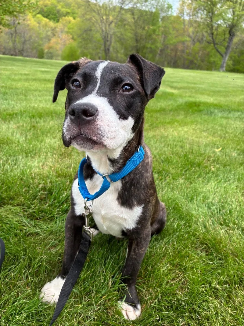 A baby medium-sized male Mixed Breed dog named Goose for adoption in Highland, NY