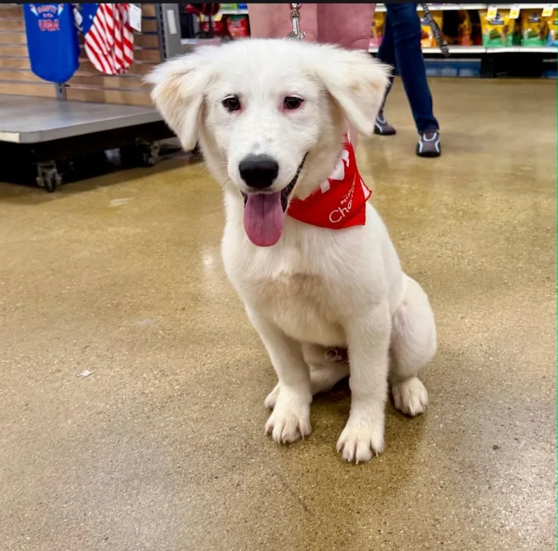 A young medium-sized male Great Pyrenees dog named Jagger for adoption in merrillville, IN