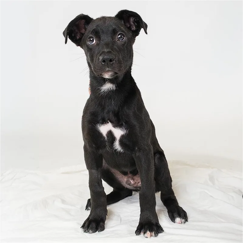 A young medium-sized male Black Mixed Breed dog named August for adoption in Palm Springs, CA
