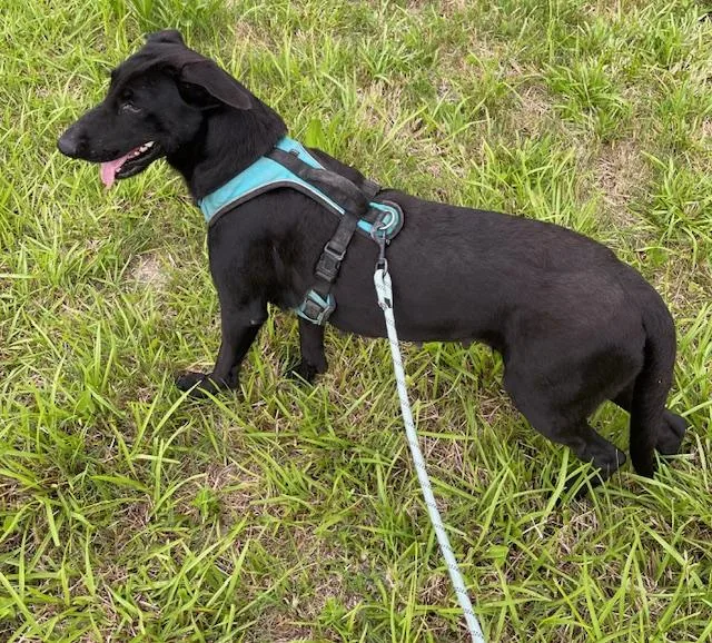 Buttercup thumbnail 4