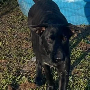 Buttercup thumbnail 5