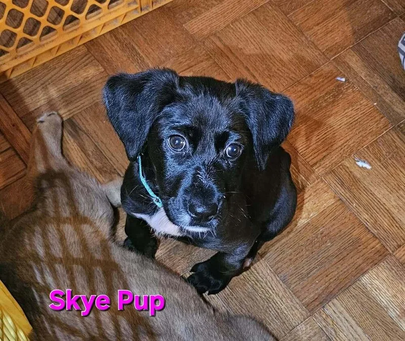 Skye thumbnail 3
