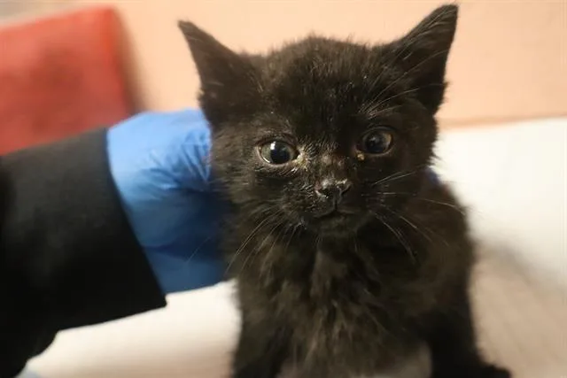 A baby small-sized male Domestic Short Hair cat named Arlo for adoption in Columbia, SC