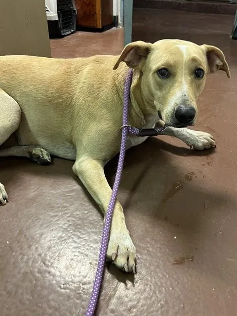 A young large-sized female German Shepherd Dog dog named Darlin for adoption in Tucson, AZ
