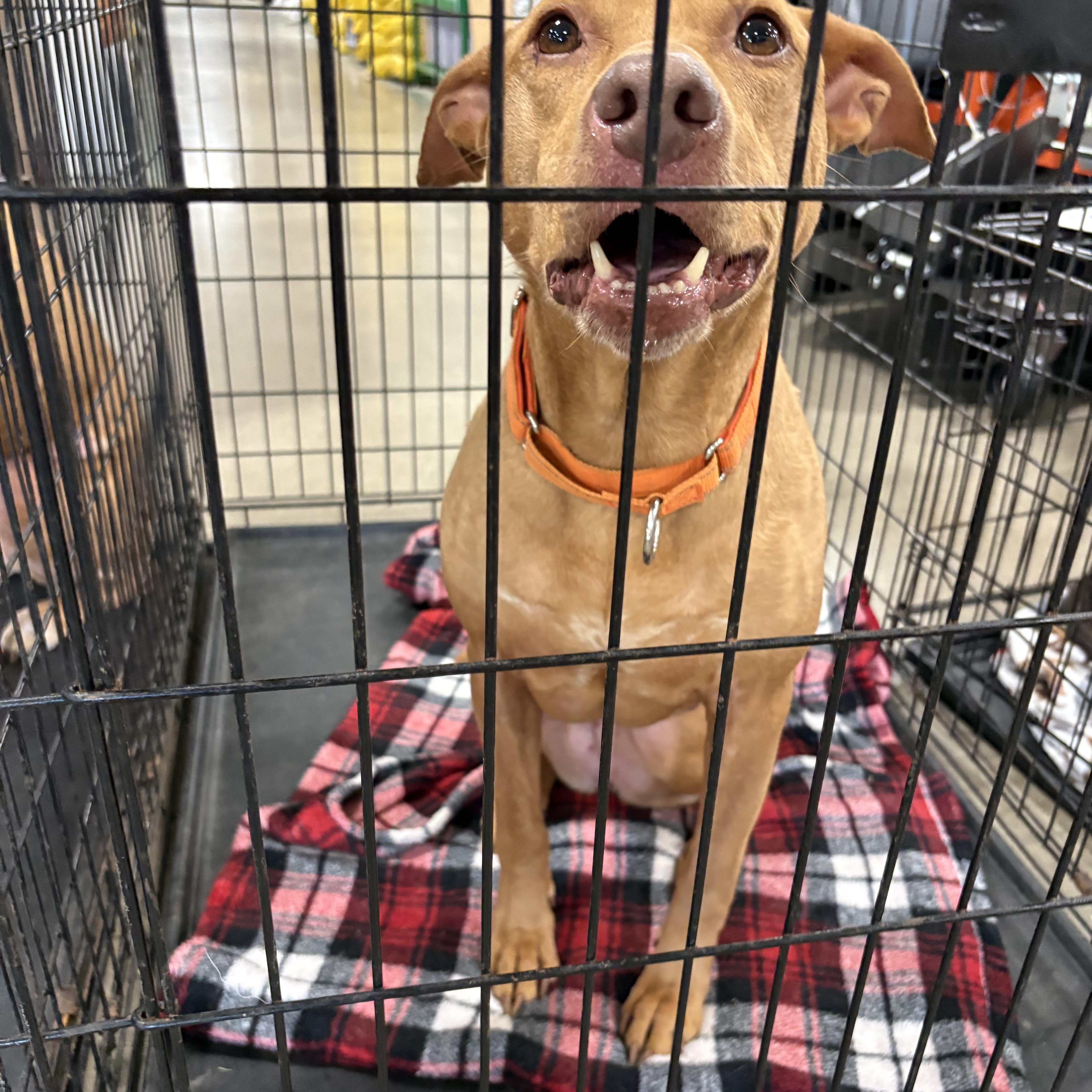 A senior large-sized male Pit Bull Terrier dog named Bane & Harmony for adoption in Coldwater, MI