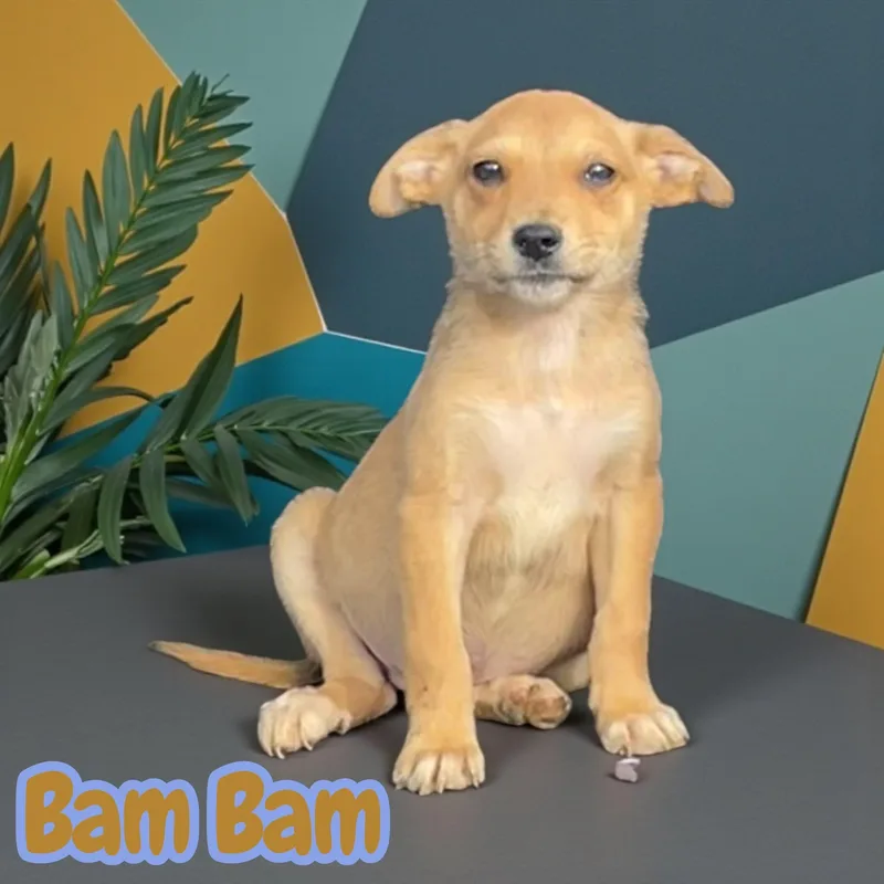 A baby medium-sized male Apricot / Beige Terrier dog named Bam Bam for adoption in Chuckey, TN